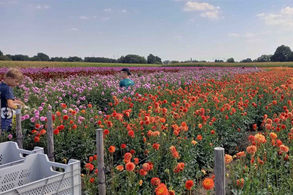 26082201bloemencorsogdb