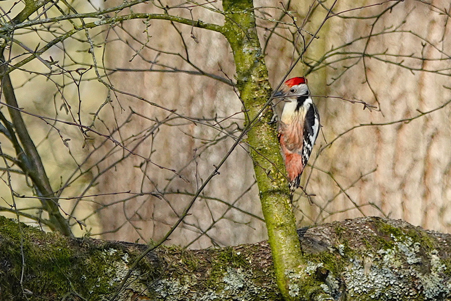 26051202vogelwandeling