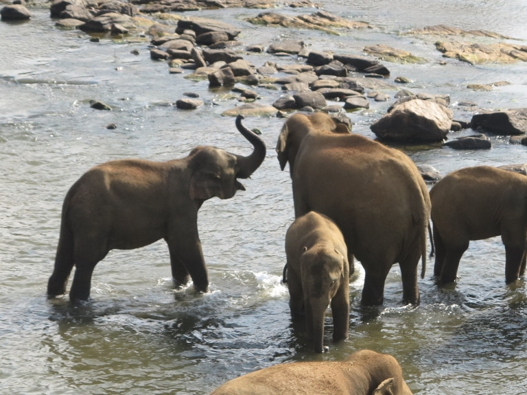 24101601aziatischeolifant
