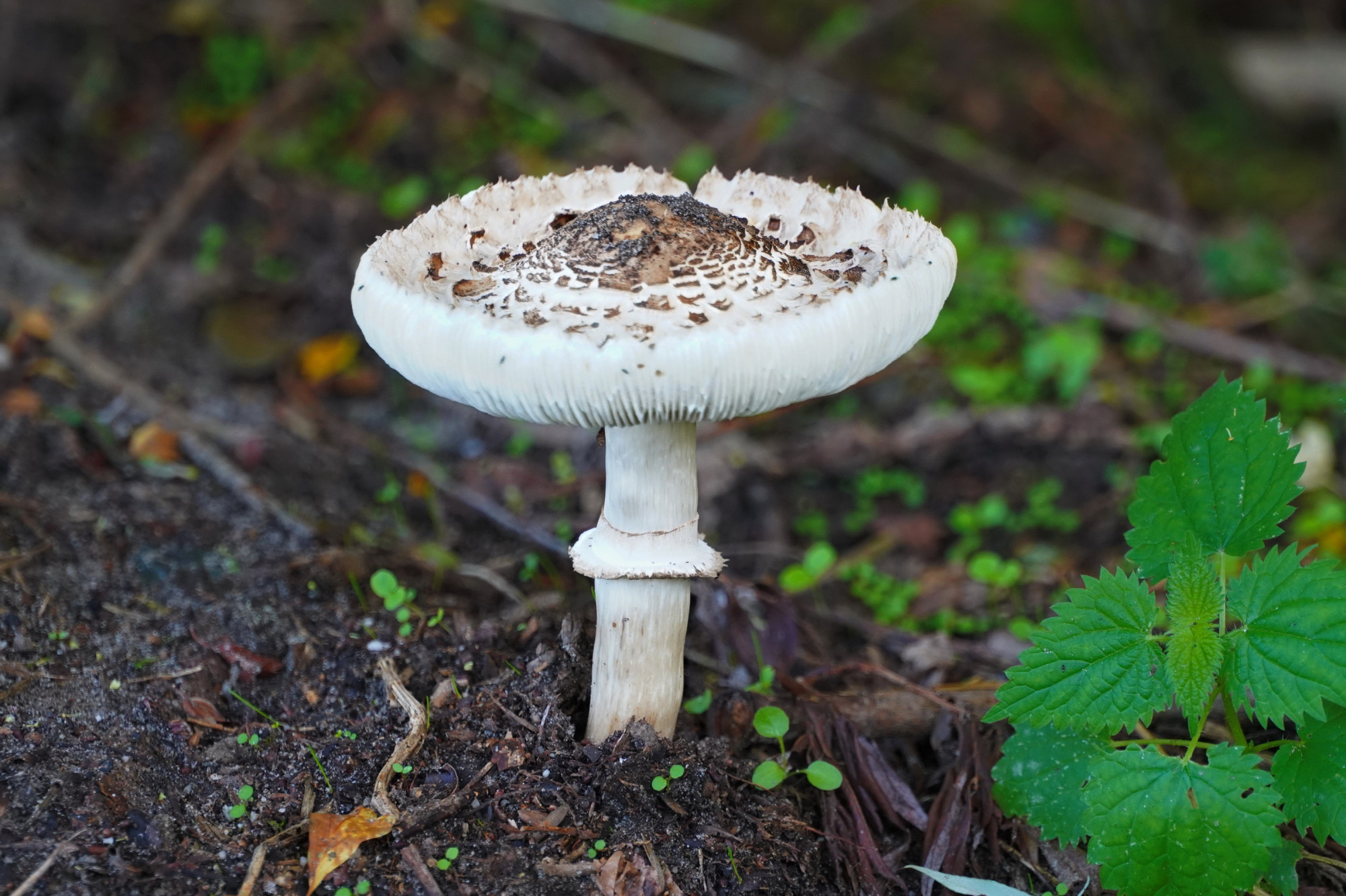 26091901paddenstoelen2gd