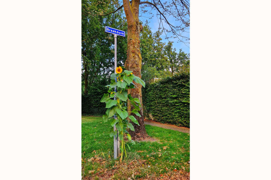 24091302kiek zonnebloembvh