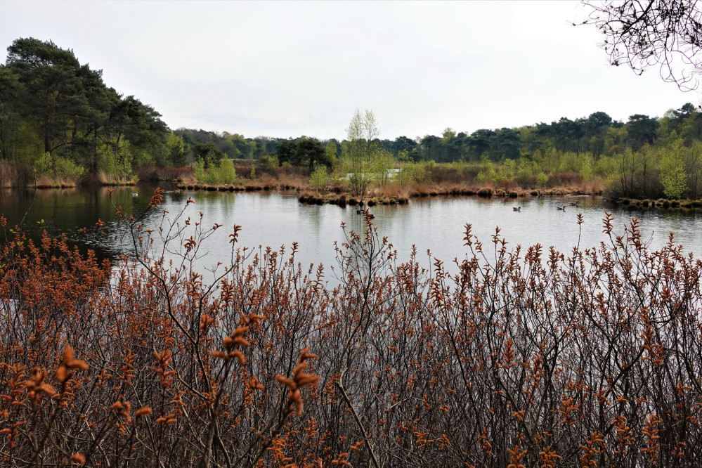 26041603goudbergvenls