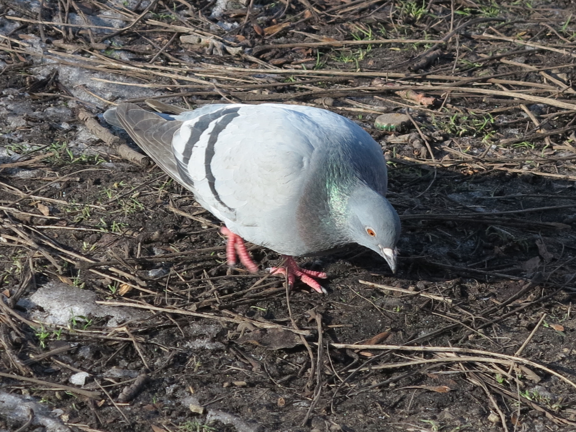 25020201vogels3duifgd