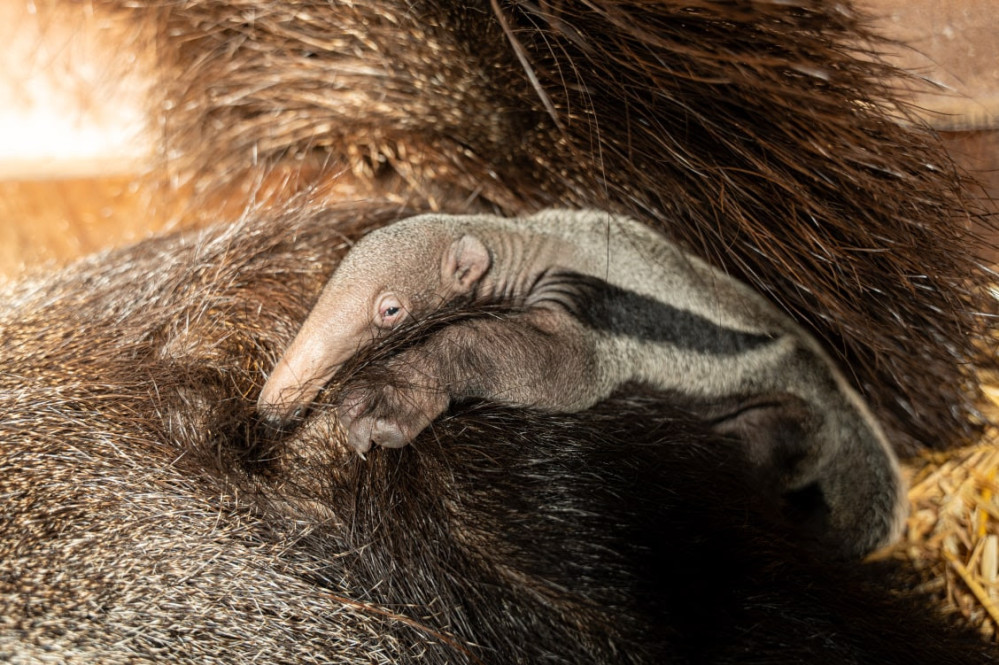 26101202gaiazoo1