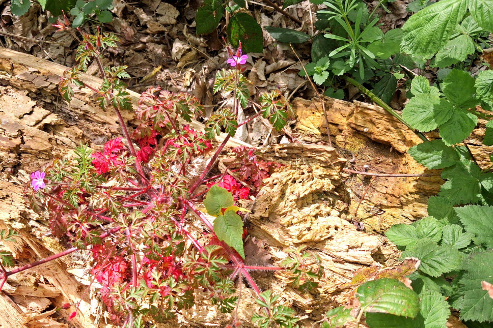 26042303stinkendeooievaarsbek