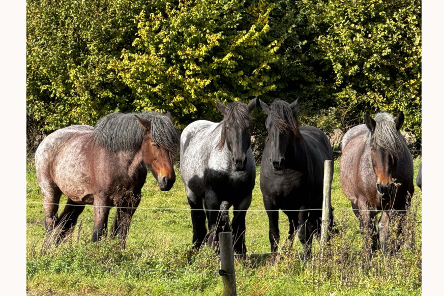 24110902kiekwildhorsesmdb