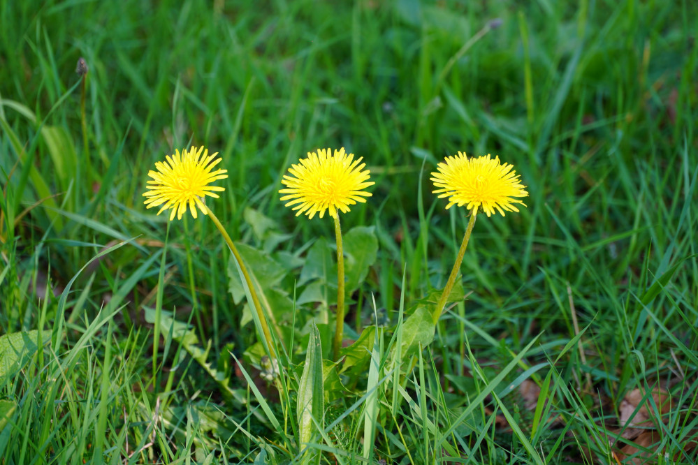 25051302paardenbloemtriogd