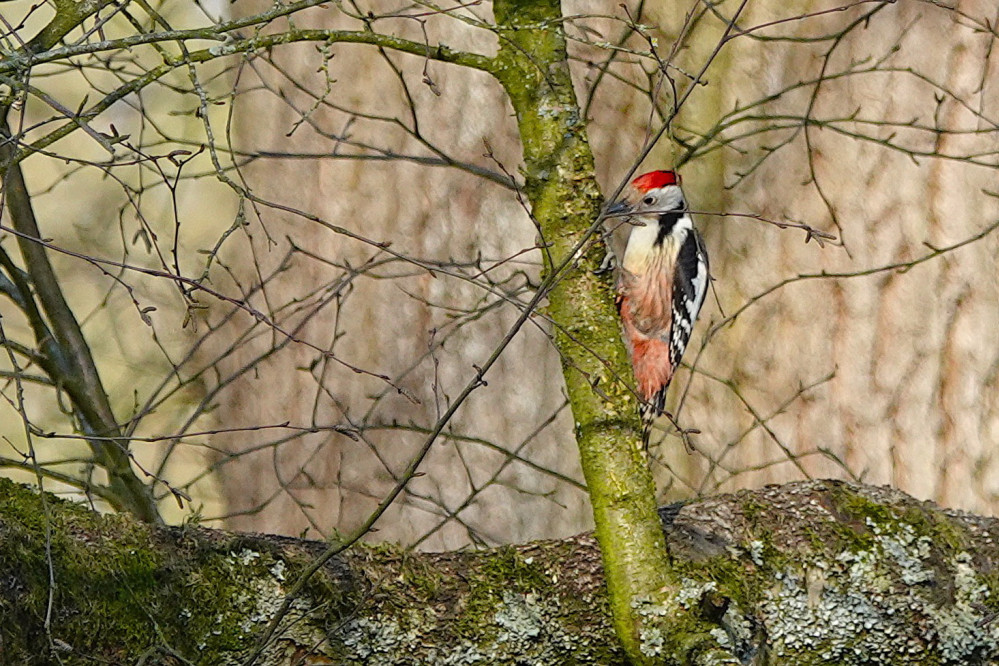 26051202vogelwandeling