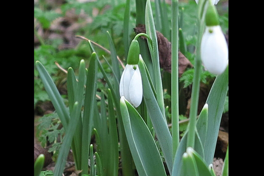 25020703sneeuwklokjes2gd
