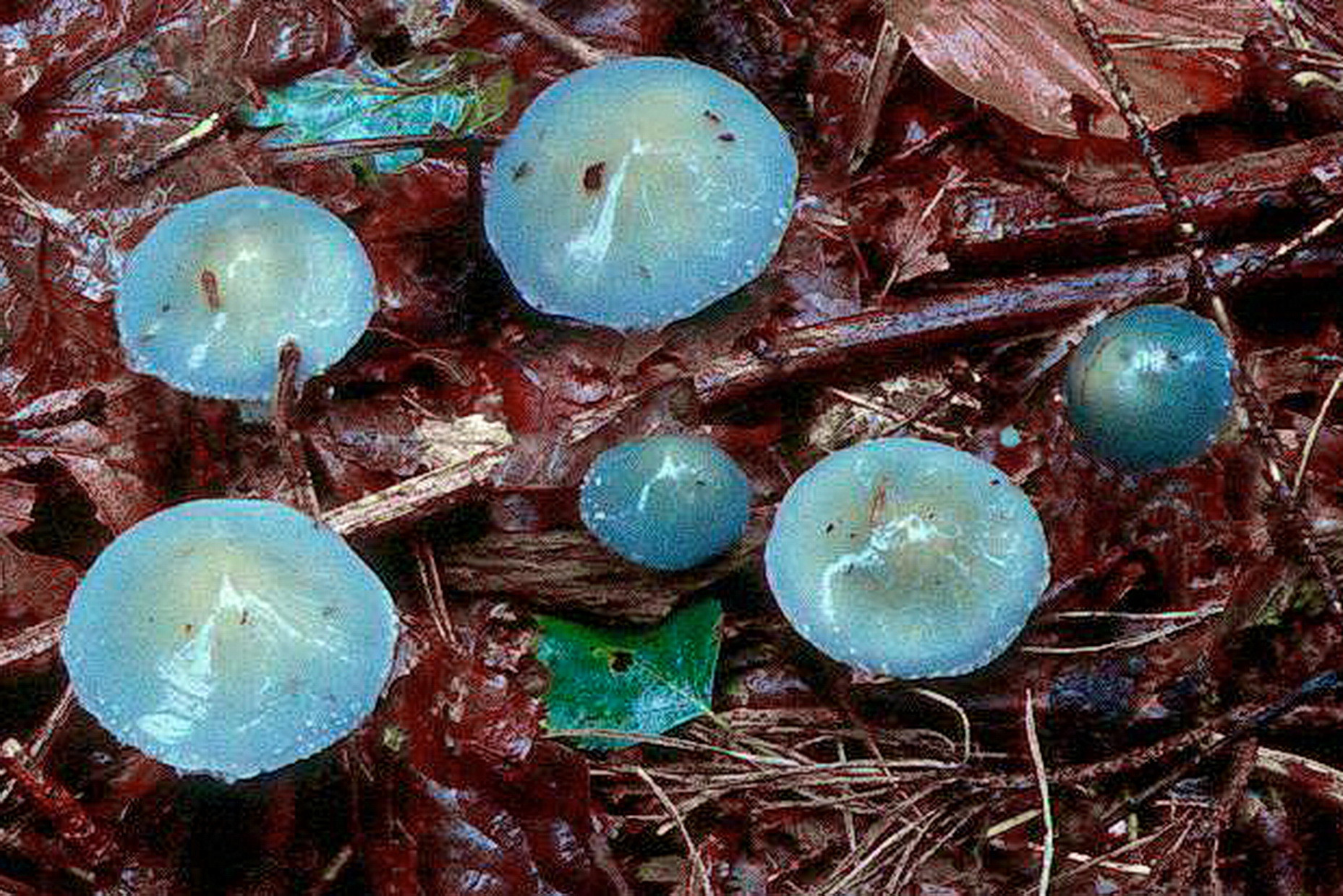26091901paddenstoelen4gd