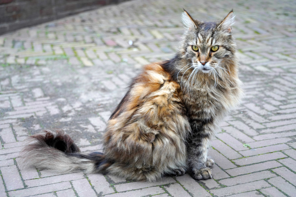 25021403mainecoonkatgd