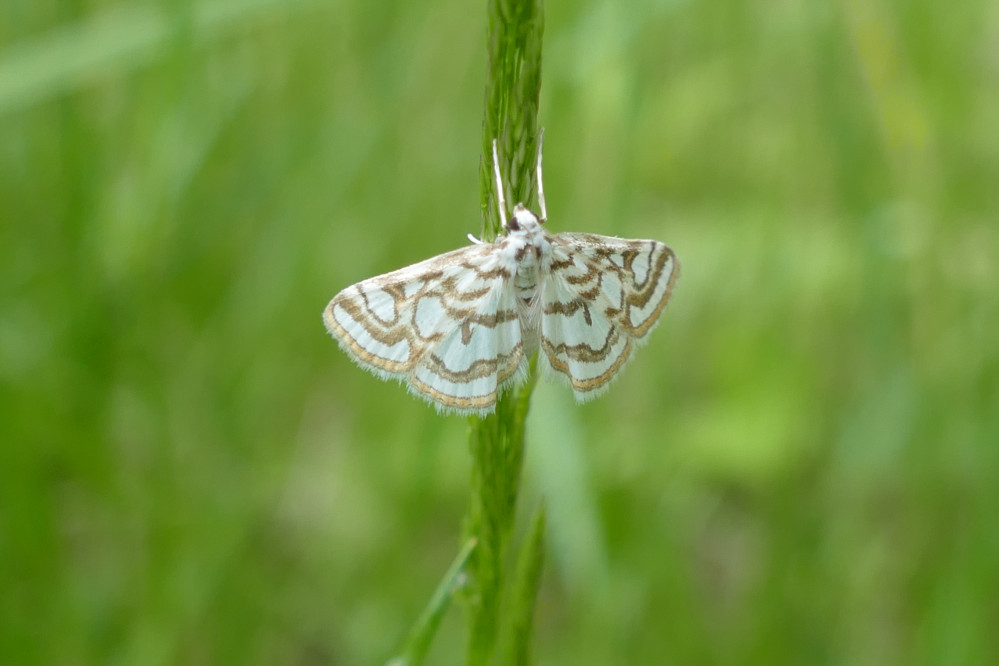 26071602nachtvlinderpeterschaft