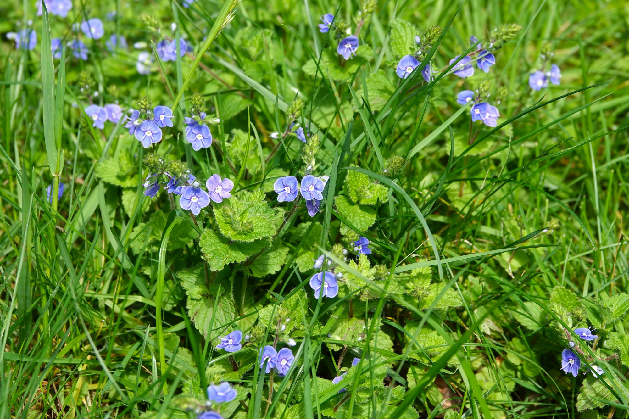 26041903ivnterheijden