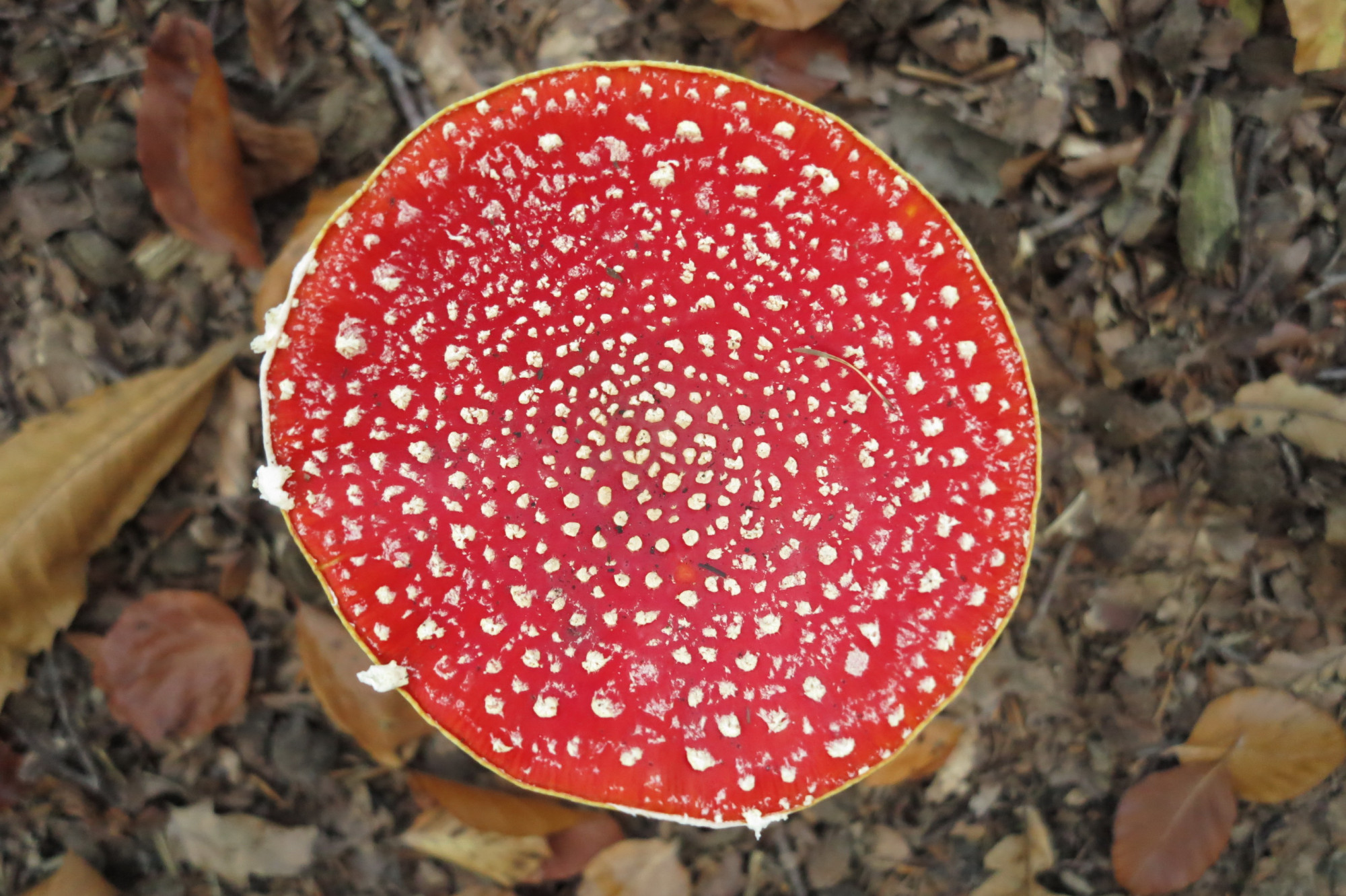 26091901paddenstoelen1gd