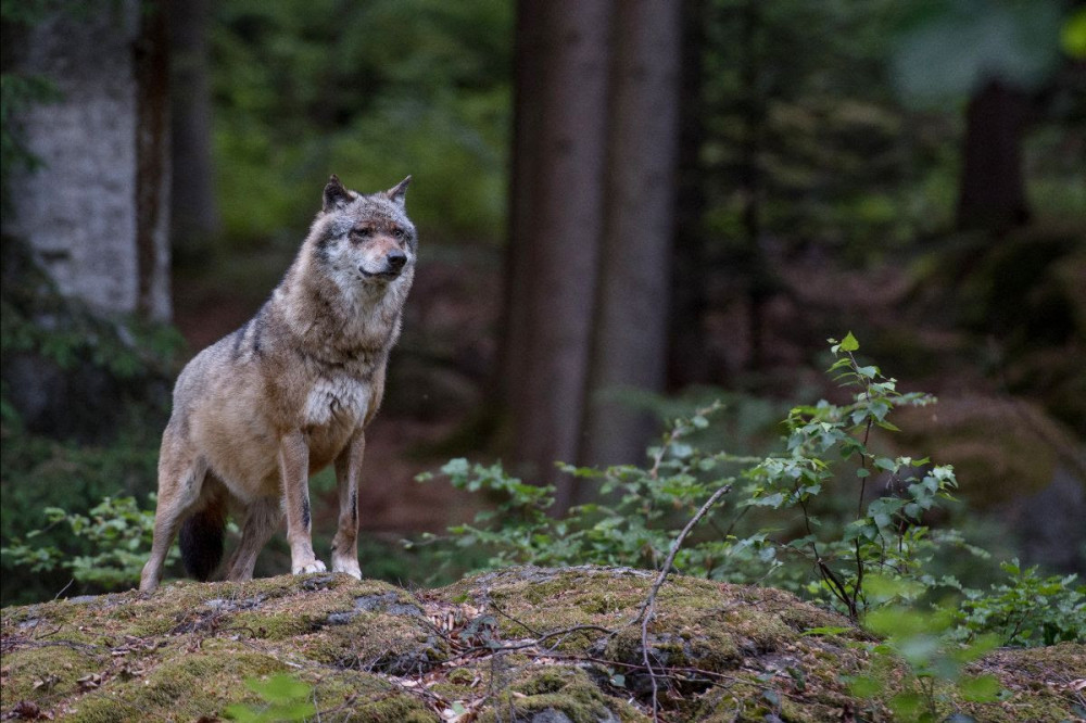 25050801wolf