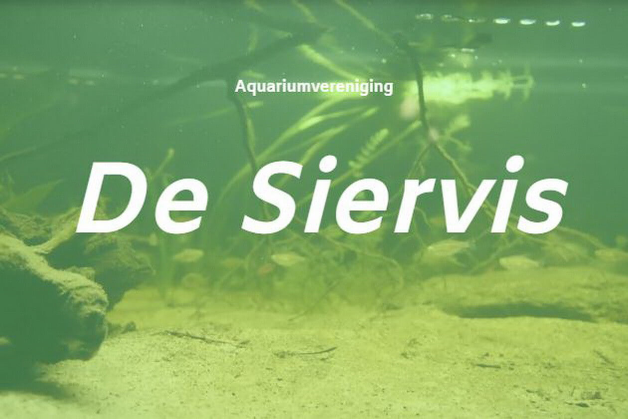 26090402desiervis