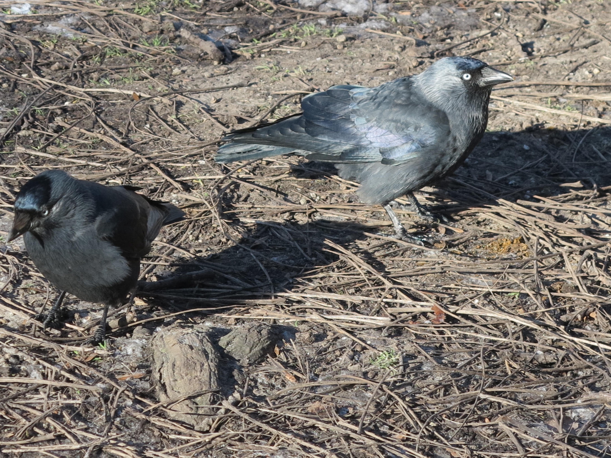 25020201vogels2kraaiengd
