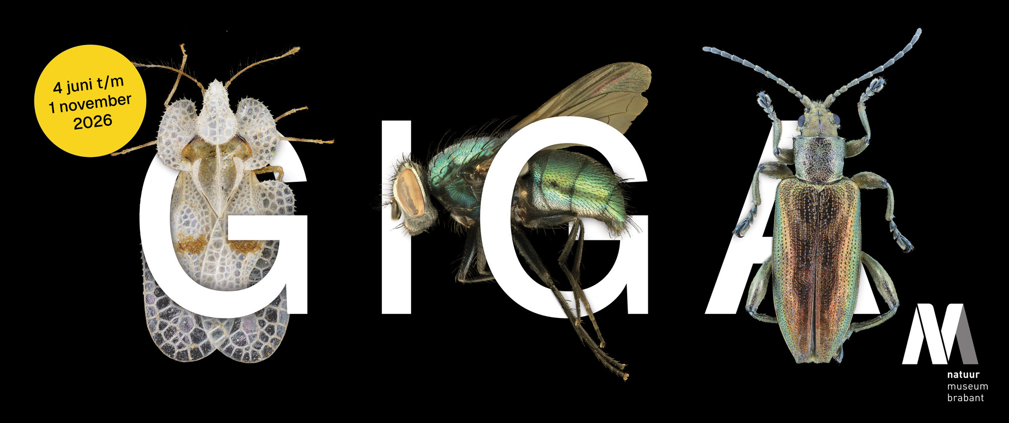 26052301gigantischeinsecteninnmb
