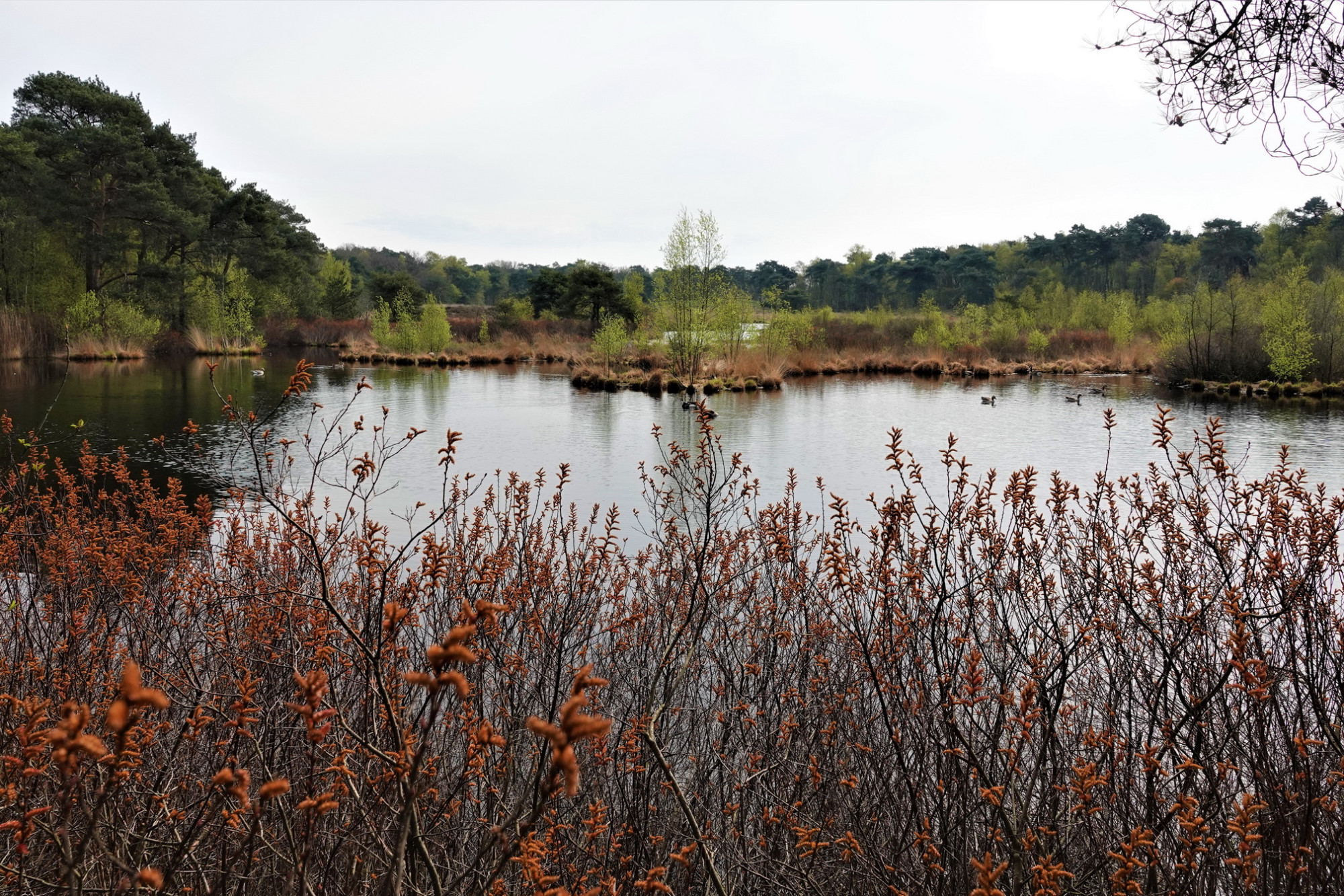 26041603goudbergvenls