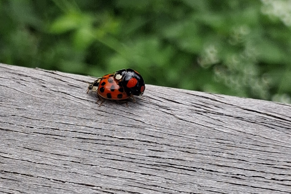 26051802lieverheersbeestjes