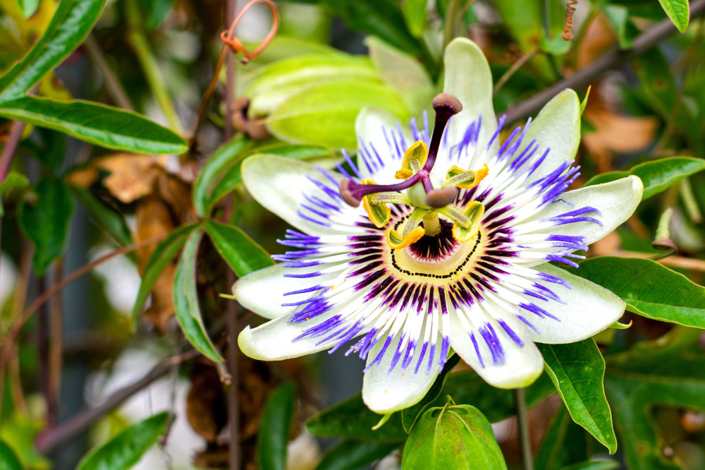 24091702kiekpassiebloem1jb