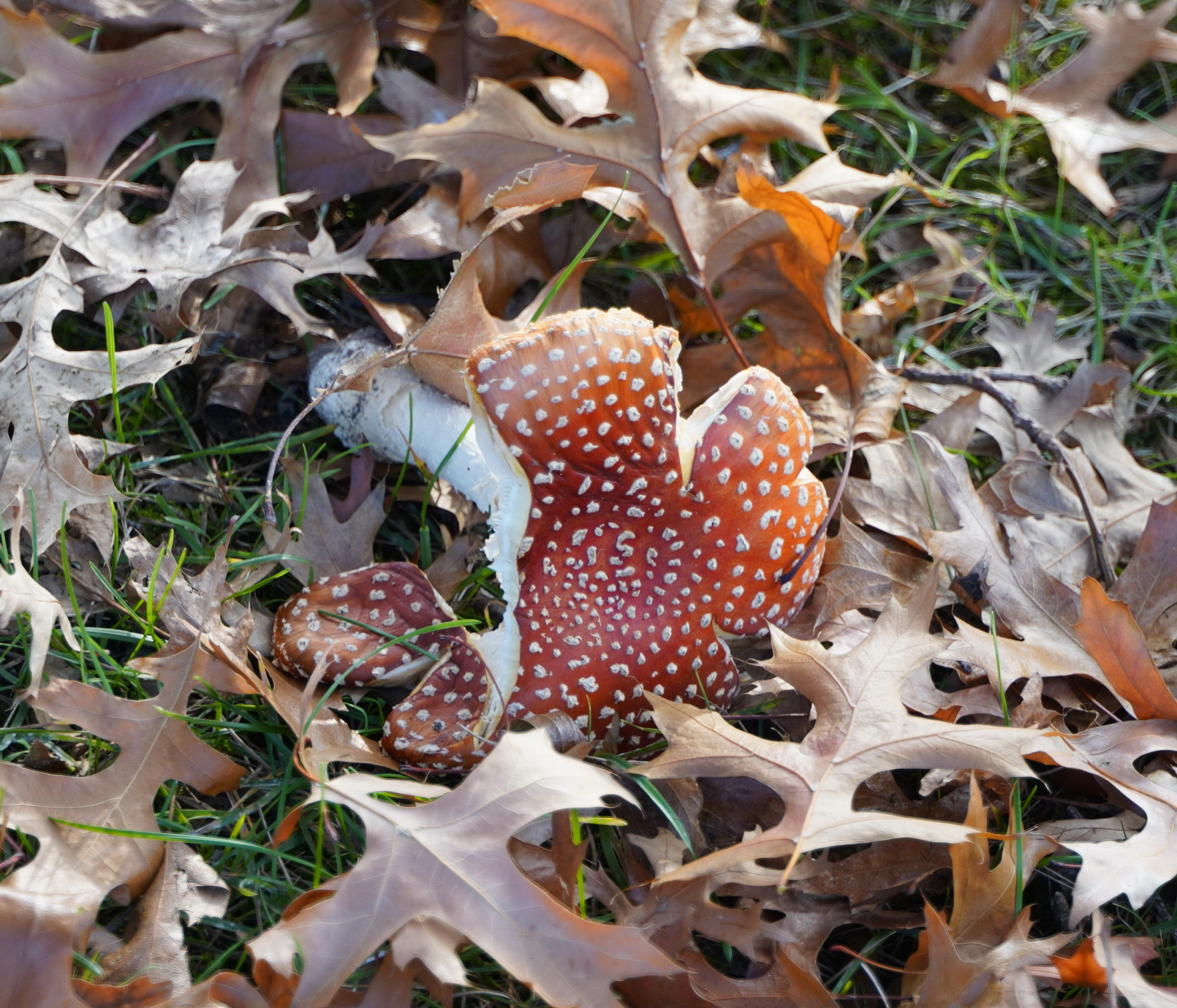 26091901paddenstoelen5gd
