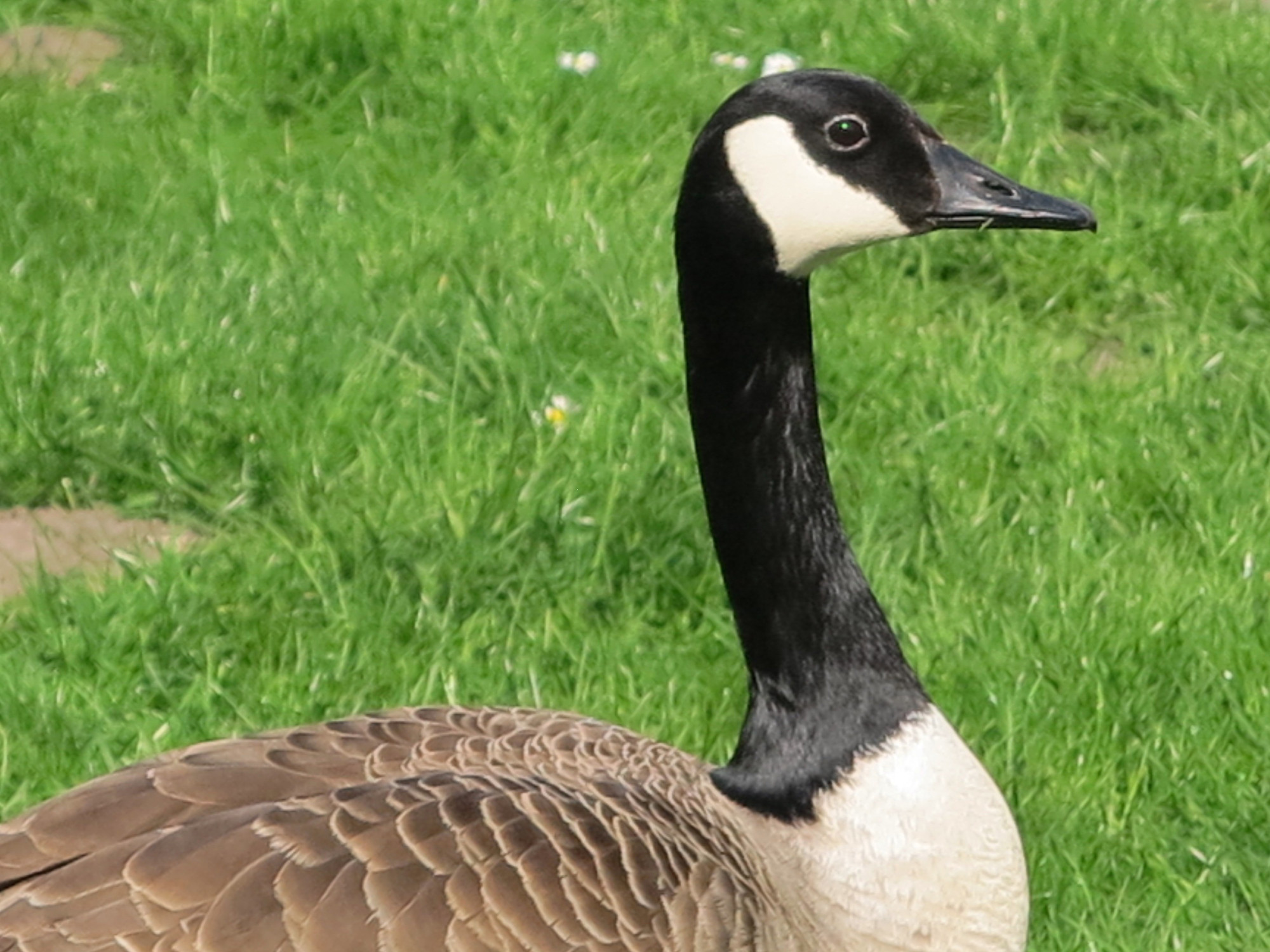 25020201vogels4gansgd