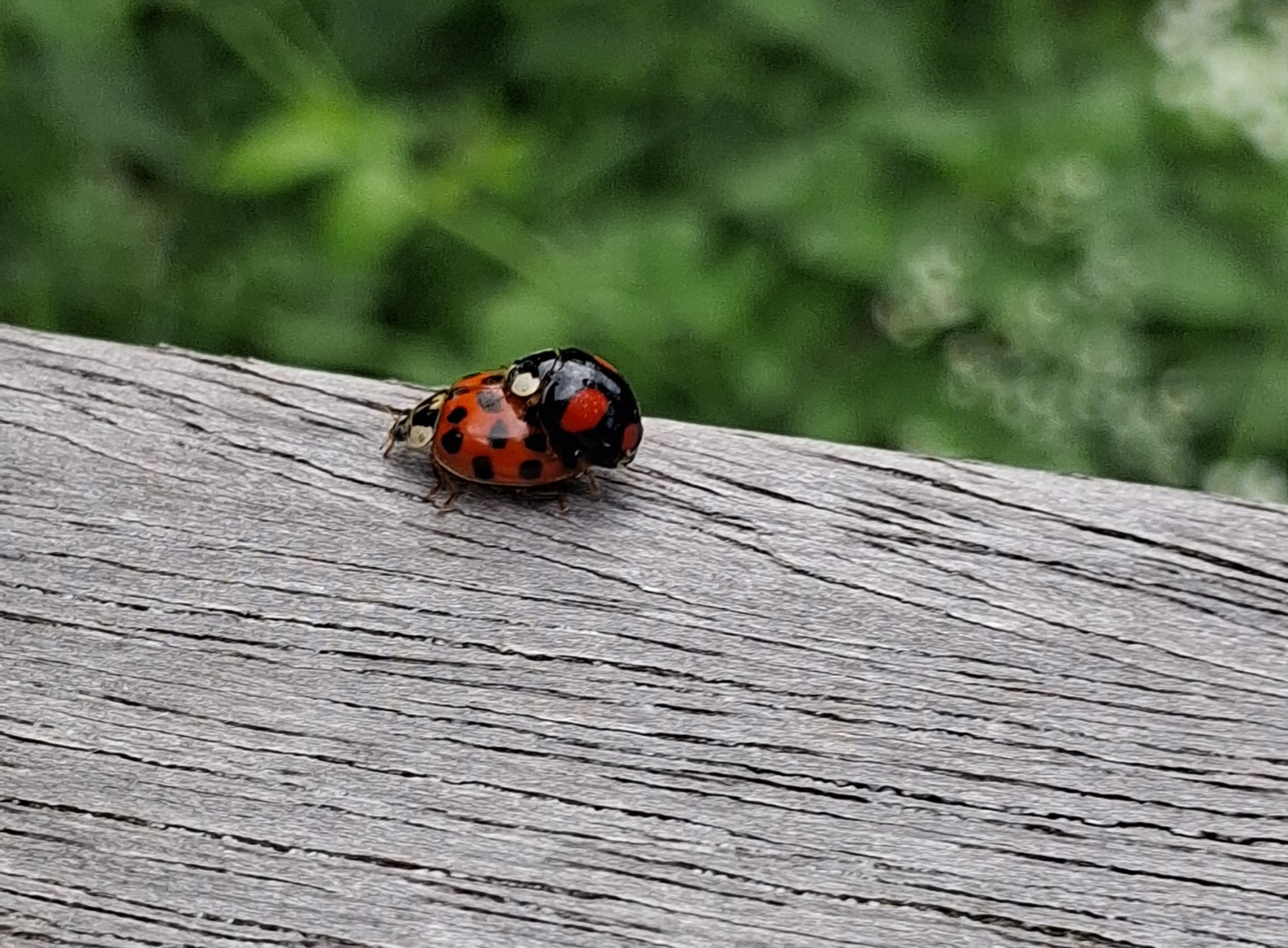 26051802lieverheersbeestjes