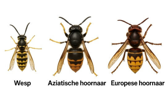 25041102hoornaar3