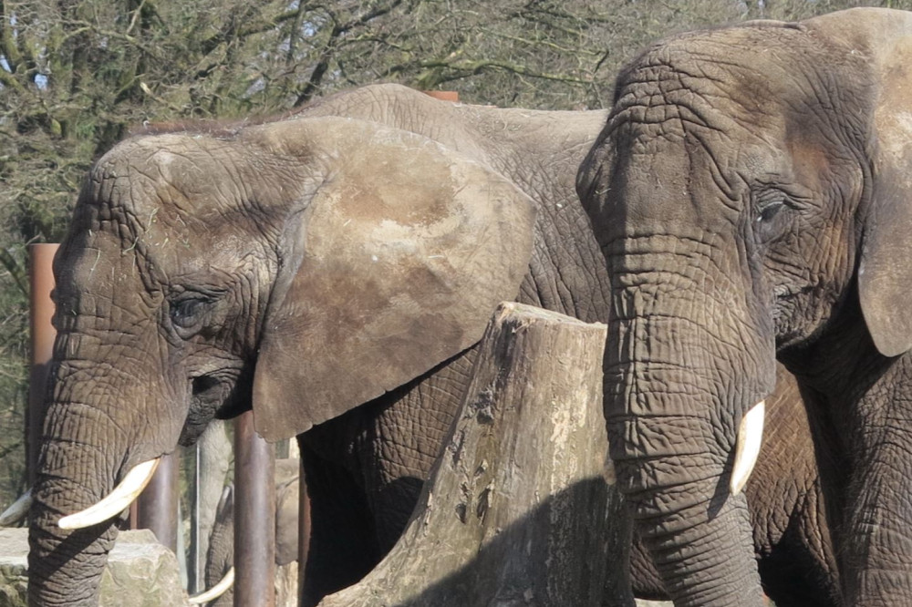 24101601afrikaanseolifant