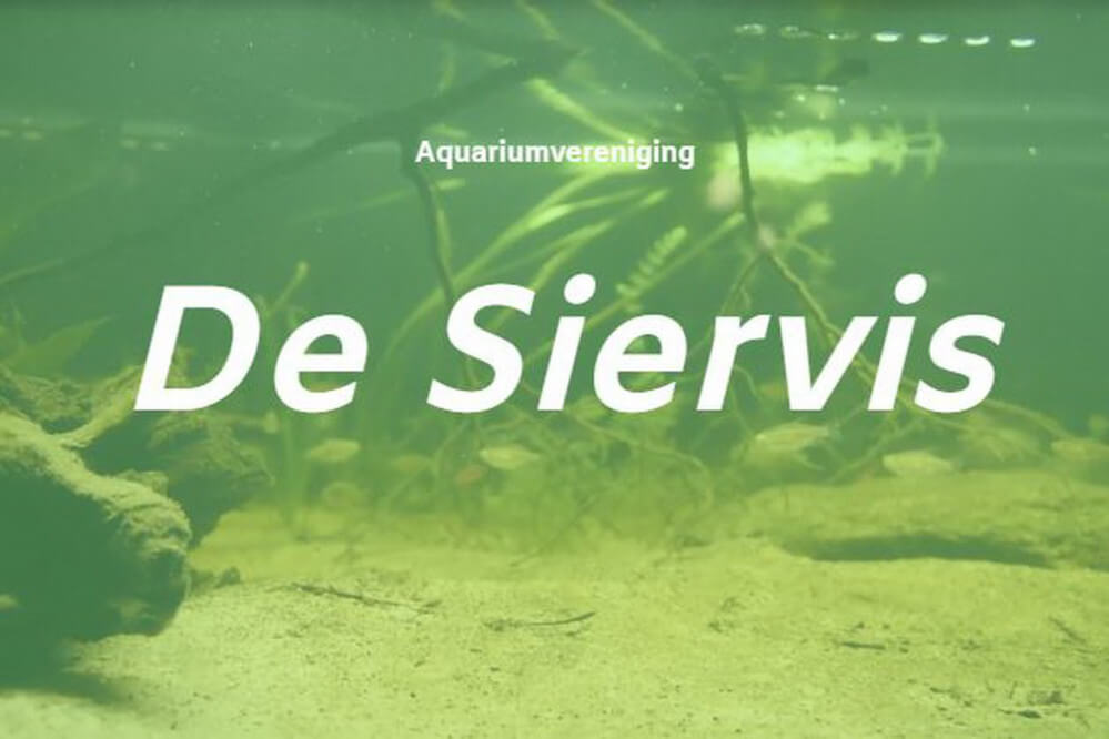 26090402desiervis