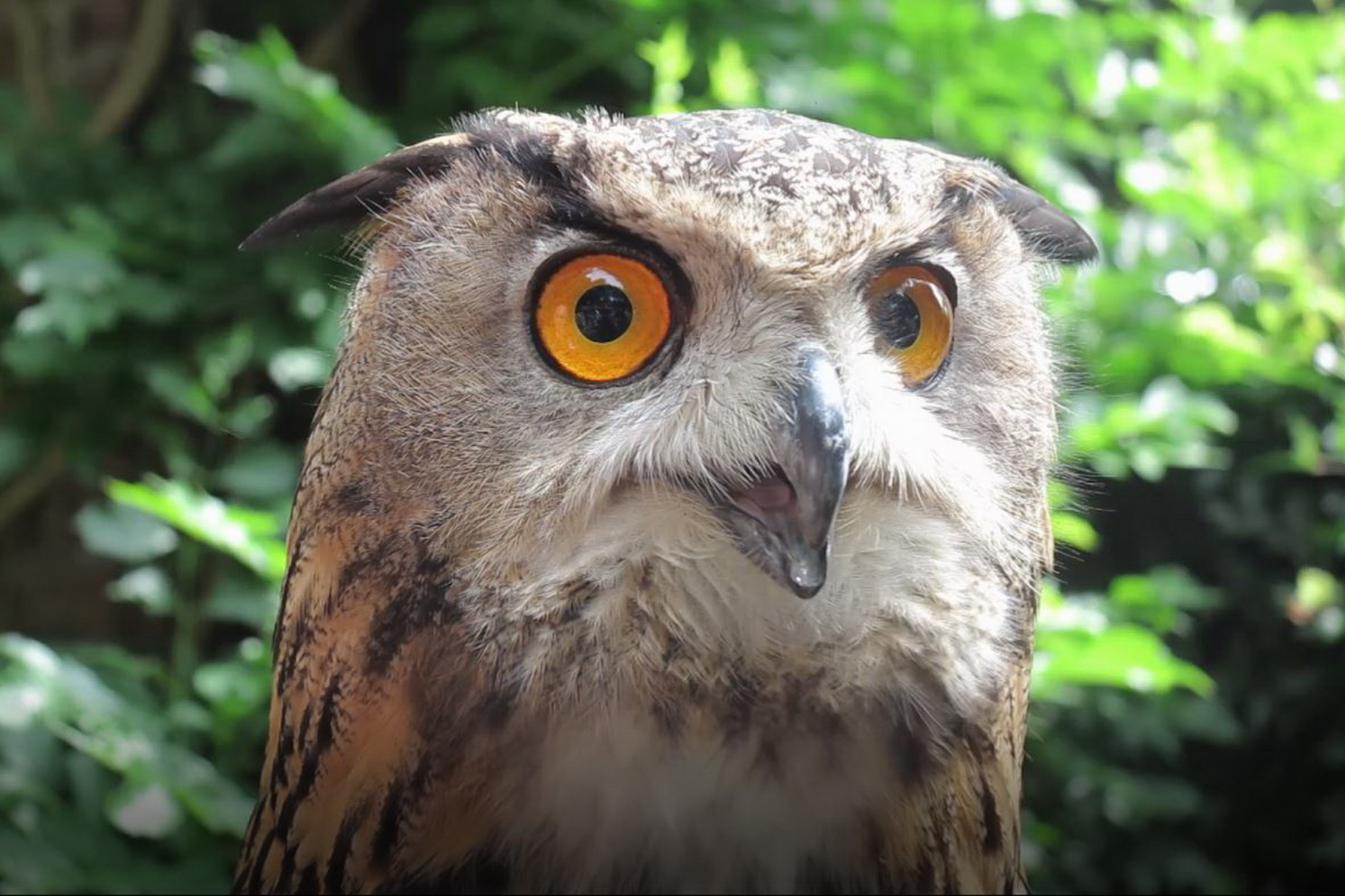 26041702uilarchiefgea