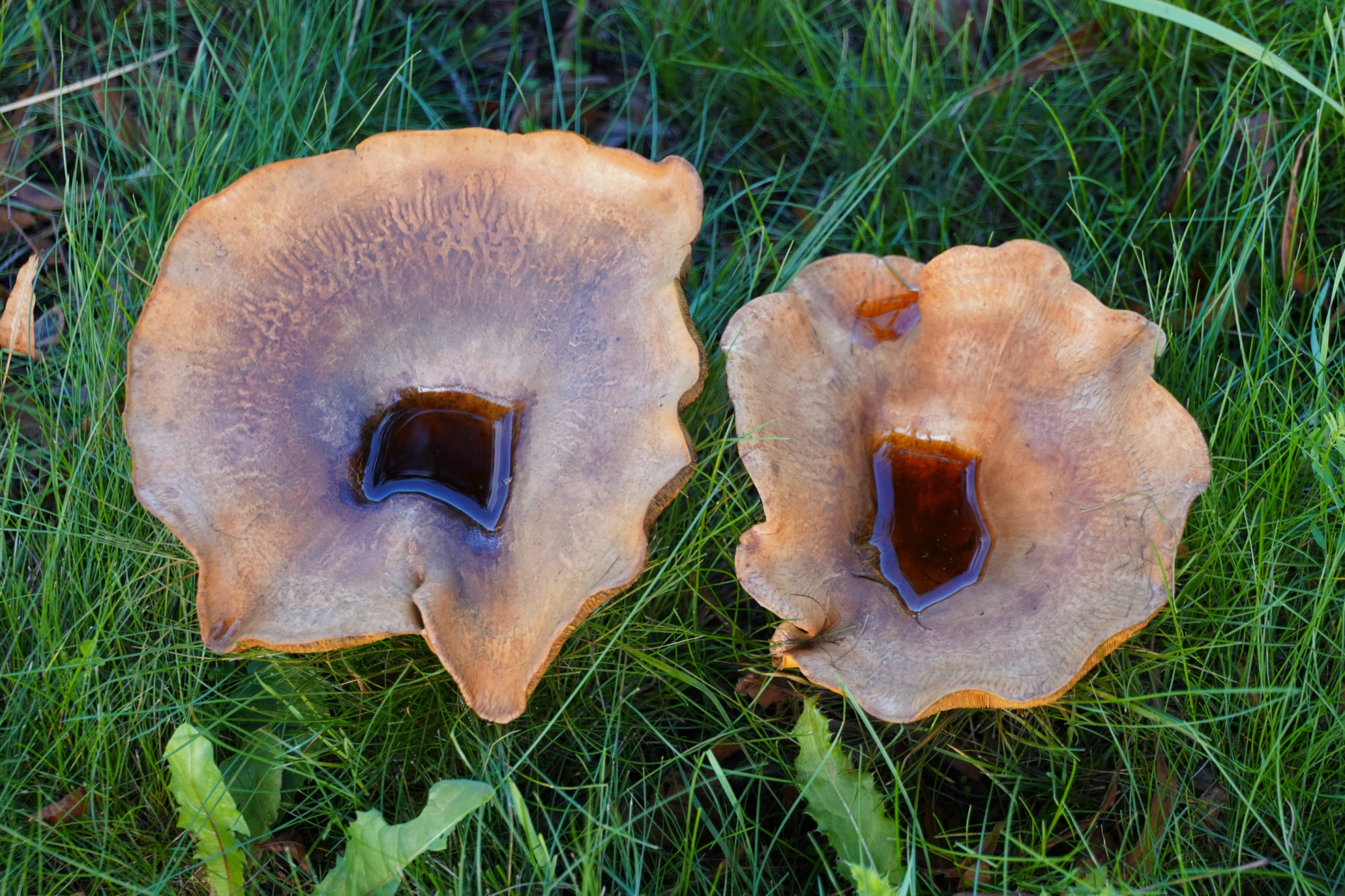 26091901paddenstoelen3gd
