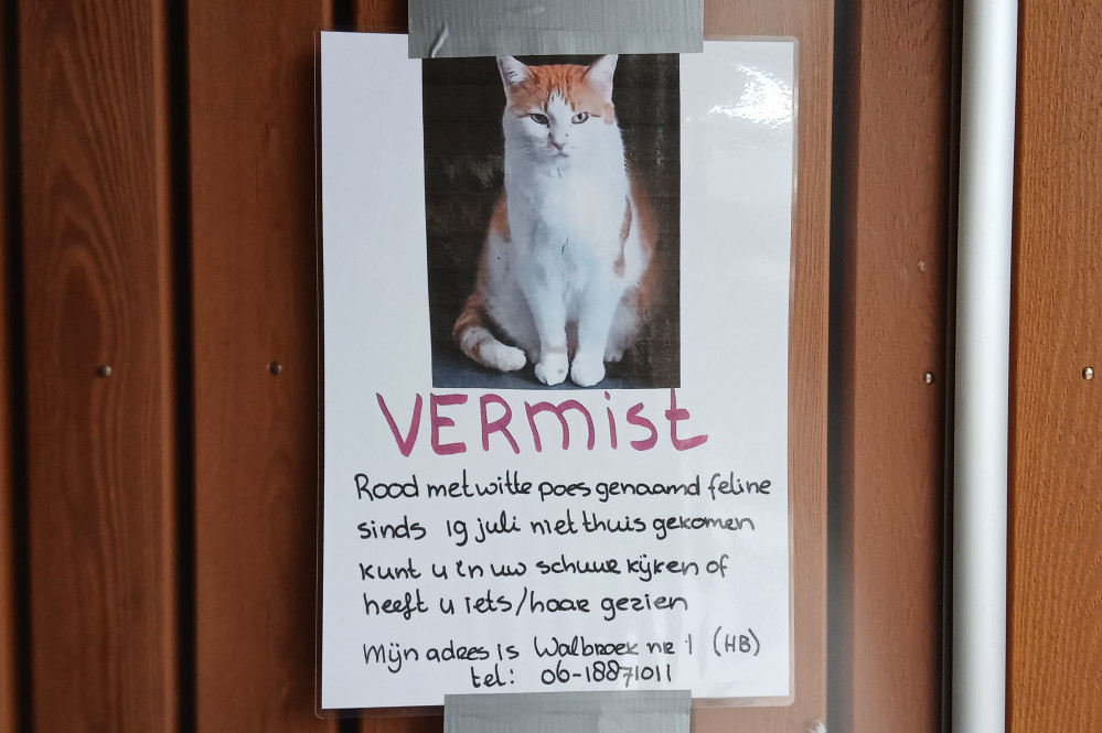 26072201felinegd