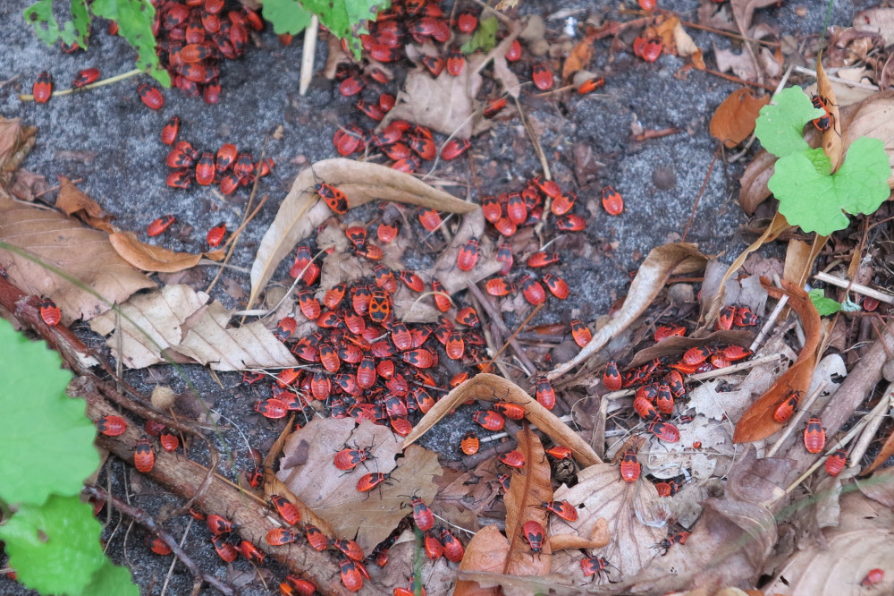 25082602vuurwantsengd