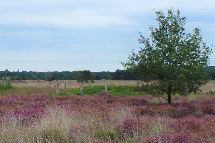 26080801strijbeekseheidegdb